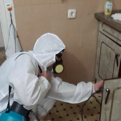 Дезинфекция от муравьев в квартире в Сертолово