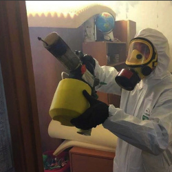 Уничтожение клопов в квартире. Сертолово